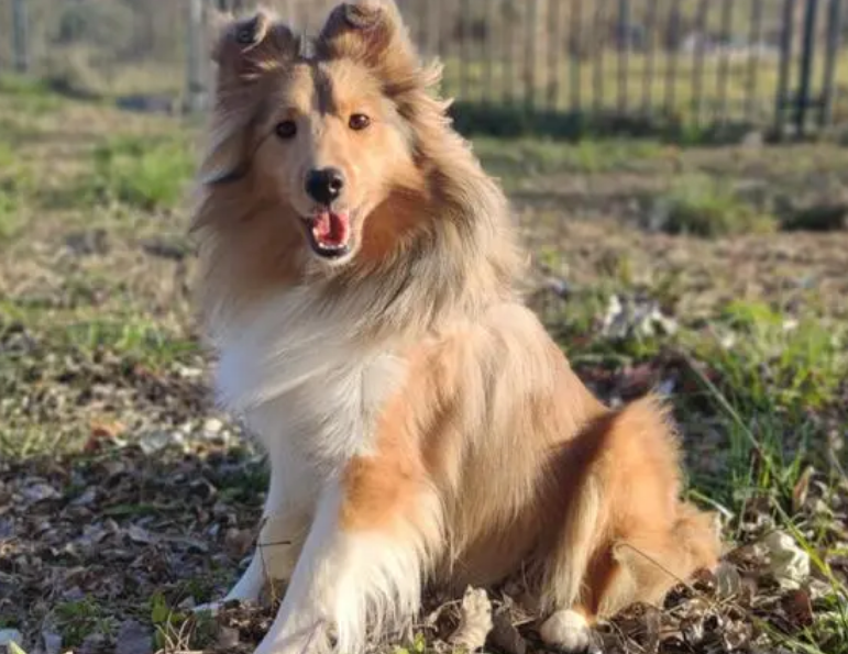 喜乐蒂牧羊犬好养吗？赶快学习一下吧