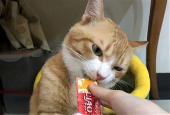 进口宠物食品代加工公司