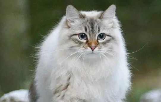 挪威森林猫产后怎么护理?产后护理方法来啦! 挪威森林猫产后怎么护理?产后护理方法来啦!