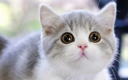 矮脚猫肚子很圆是怎么回事？铲屎官来看看吧
