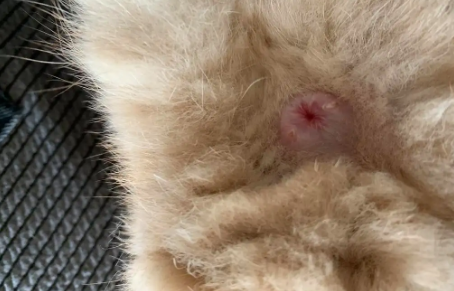 猫咪屁股出水怎么回事