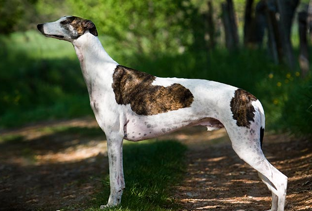 格力犬怎么看纯不纯？想养的人看过来