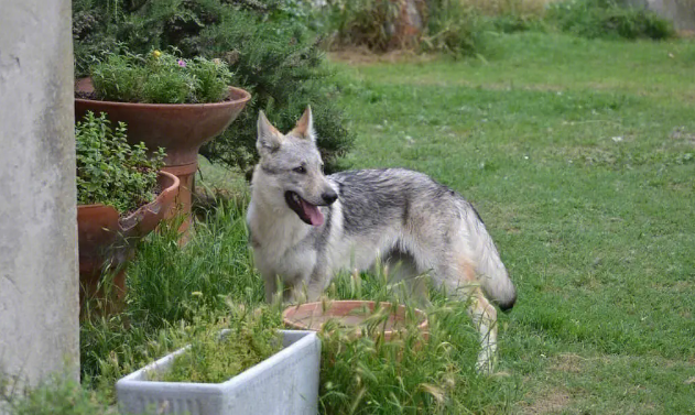 捷克狼犬和狼的区别都有哪些?一起来瞧瞧~-宠物网