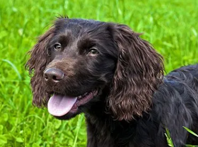 博伊金猎犬怎么养？怎么样才能养好它？