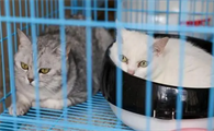 宠物猫寄养价格