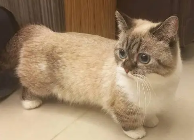 为什么串串猫不值钱 为什么串串猫不值钱