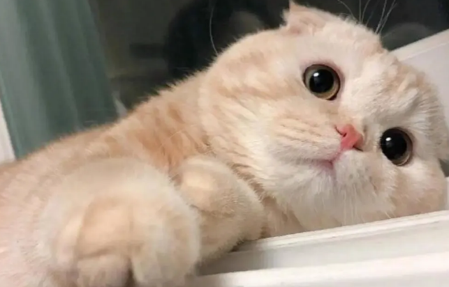 猫咪的心情会不会自己好起来