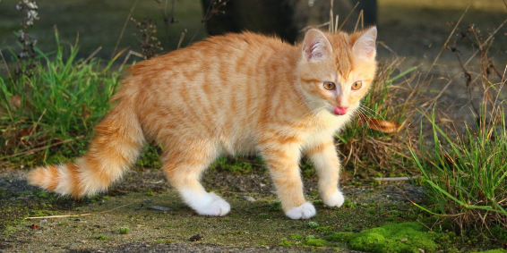人跟猫咪睡一起会感染绦虫吗