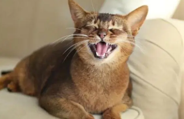 猫咪会叫是什么缘故 猫咪会叫是什么缘故
