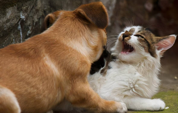 猫狗不待见
