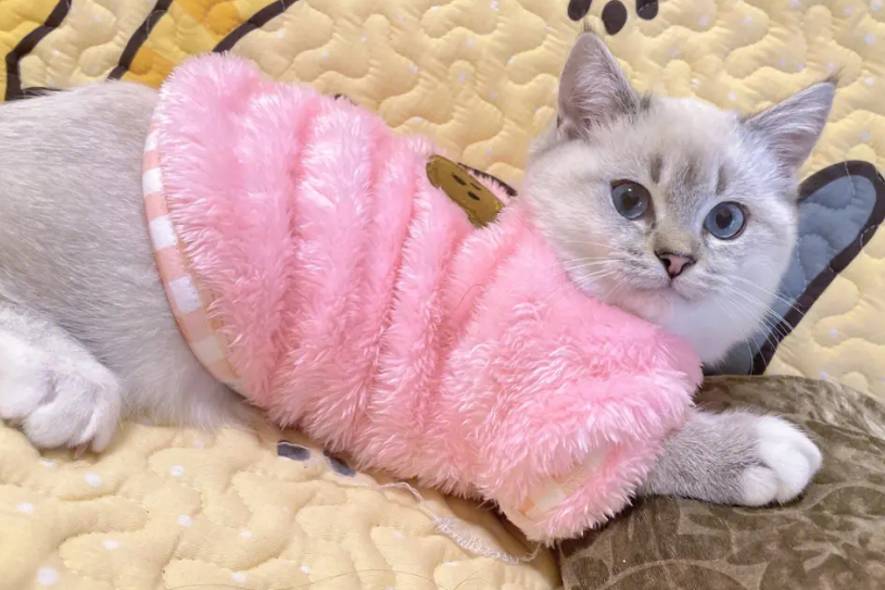 猫咪为什么要穿衣服 猫咪为什么要穿衣服