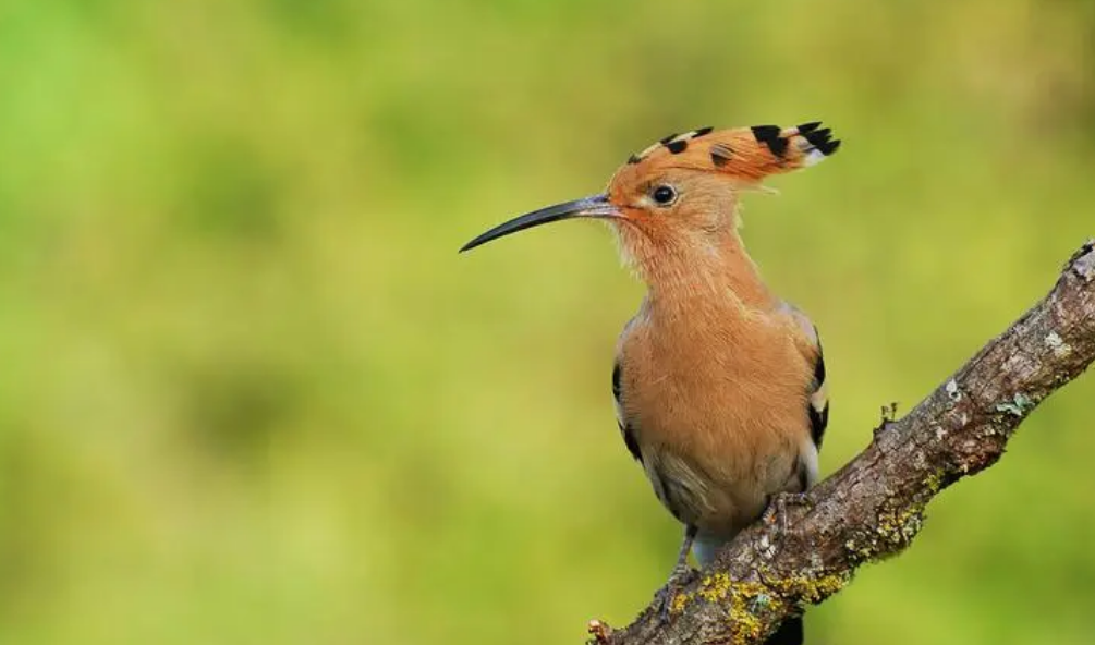 山和尚鸟怎么养?看这篇就够了!