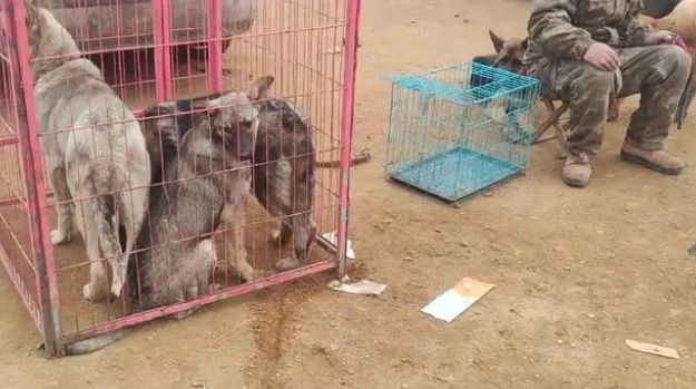 大哥想救笼里狗，岂料张口就是数十万，大哥：这谁能买