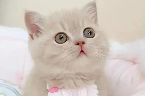 星期猫死了多久能养新猫