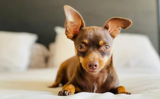 宠文详解:小鹿犬最迟几个月立耳呢? 宠文详解:小鹿犬最迟几个月立耳呢?