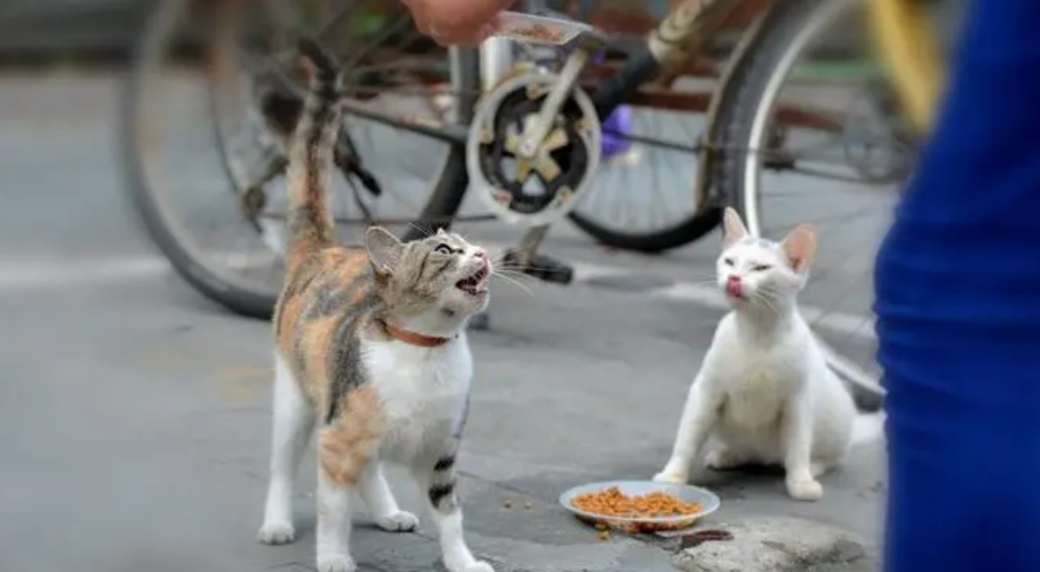 晚上被猫拦路必有缘故 晚上被猫拦路必有缘故
