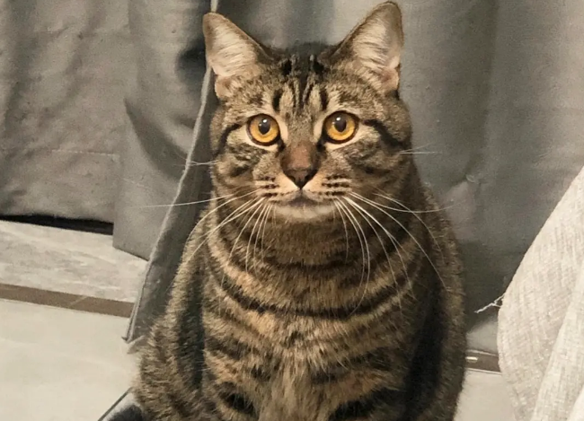 狸花猫跑了还会回来吗？来看看吧