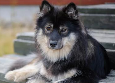 芬兰拉普猎犬鼻子有点干是怎么了,看这里~ 芬兰拉普猎犬鼻子有点干是怎么了,看这里~