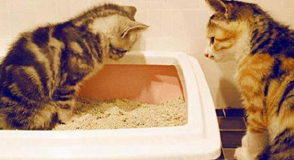 猫为什么会吃兔子屎