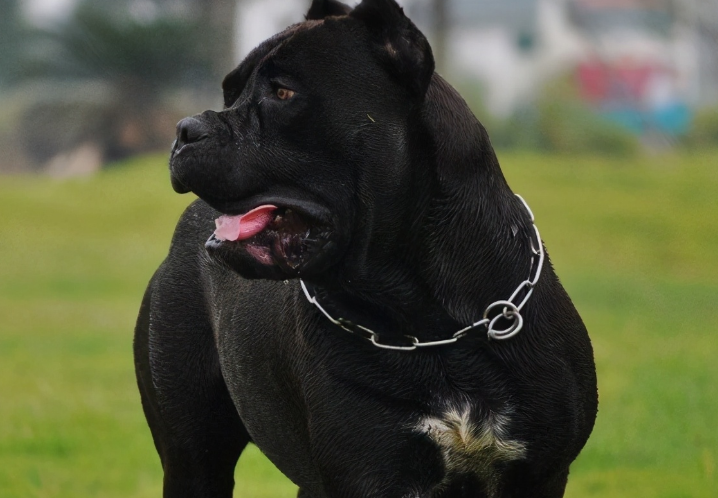 卡斯罗犬认主的表现？哪些方面说明它认主？