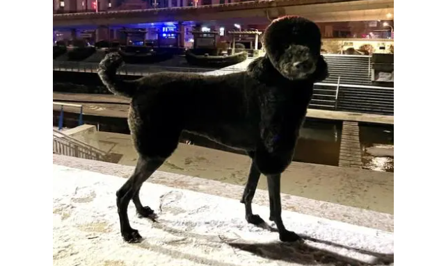 给你说说,巨贵犬标准是什么? 给你说说,巨贵犬标准是什么?