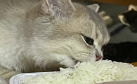 猫可以吃米饭不