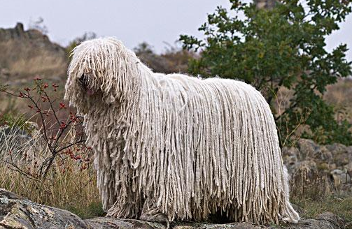 可蒙犬冻伤症状有哪些？主人来看看吧