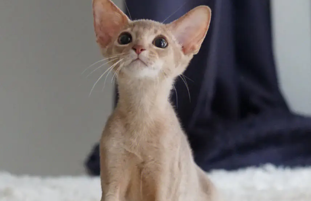 阿比西尼亚猫好养吗？主人必须要知道