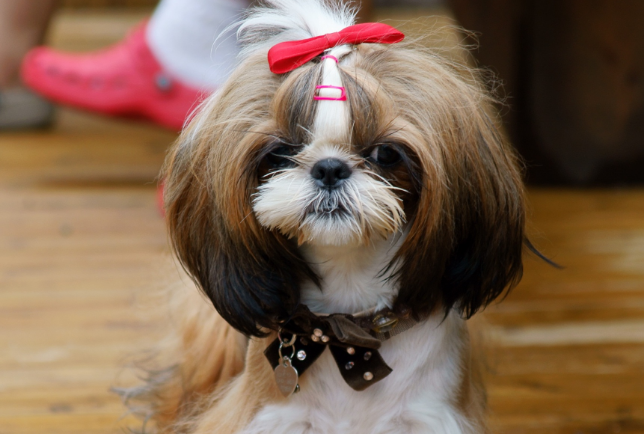 西施犬为什么叫西施犬?取名原因居然是? 西施犬为什么叫西施犬?取名原因居然是?