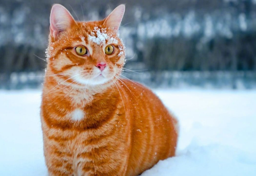 橘猫的寿命有多长?来看看吧 橘猫的寿命有多长?来看看吧