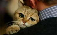 一个男人喜欢猫说明什么