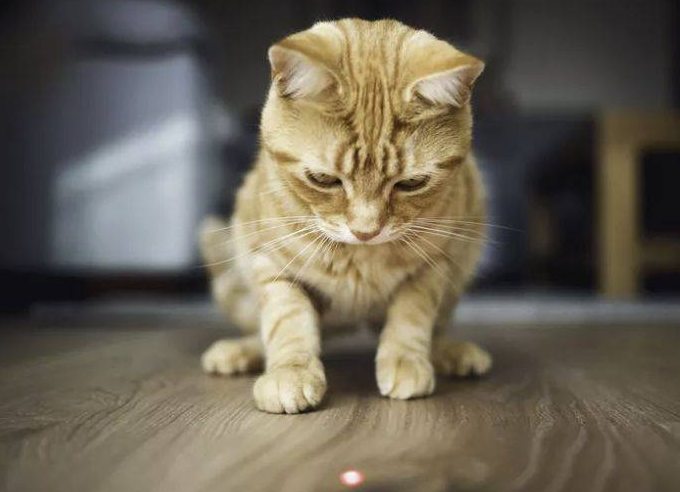 猫为什么会跟着红点跑