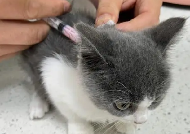 不出门的猫咪需要打疫苗吗