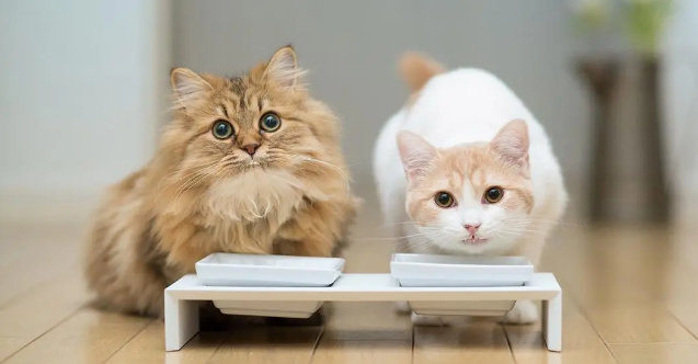 猫喜欢吃熟的还是生的