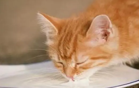 科普一下小土猫除了猫粮还吃什么食物~ 科普一下小土猫除了猫粮还吃什么食物~