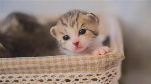 怎样防止小奶猫吸同伴，铲屎官了解吗？