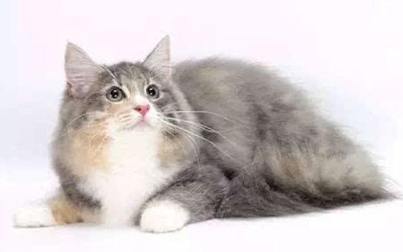 褴褛猫奶水不足怎么回事？科普篇
