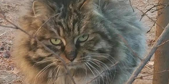 流浪猫飘飘丢下五只还未出满月的小奶猫撒手人寰