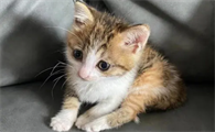 小奶猫可以洗澡吗?需要注意哪些问题?
