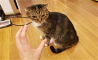 猫咪为什么会模仿主人
