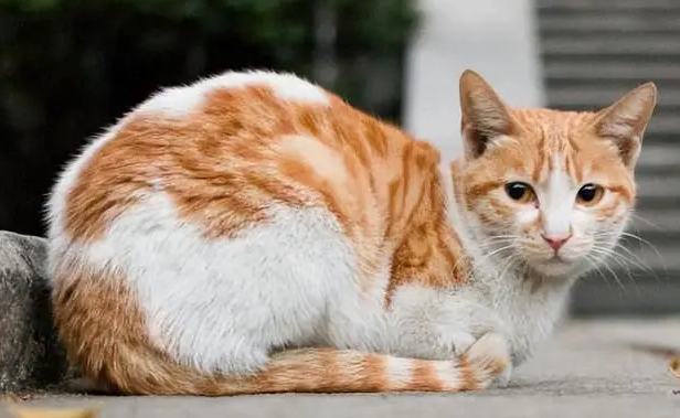 猫咪为什么会跟着自己走呢 猫咪为什么会跟着自己走呢