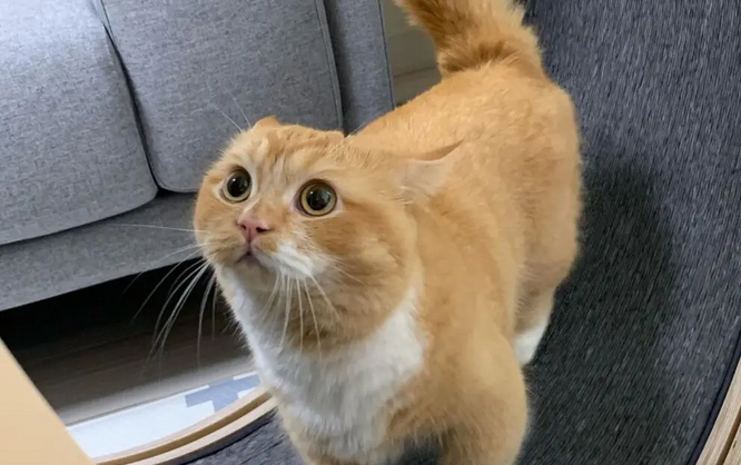 猫咪为什么犟嘴咬人呢