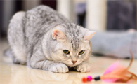 在家能不能养猫为什么
