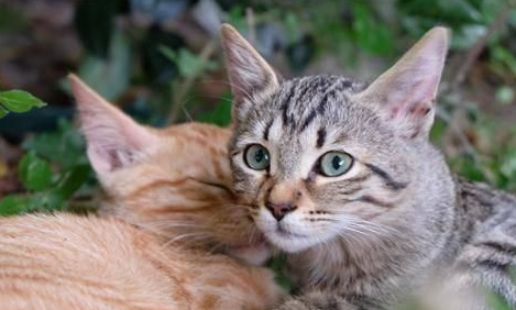 猫咪一般几月份发春