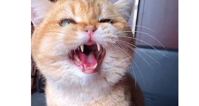 猫咪为什么要攻击手机呢
