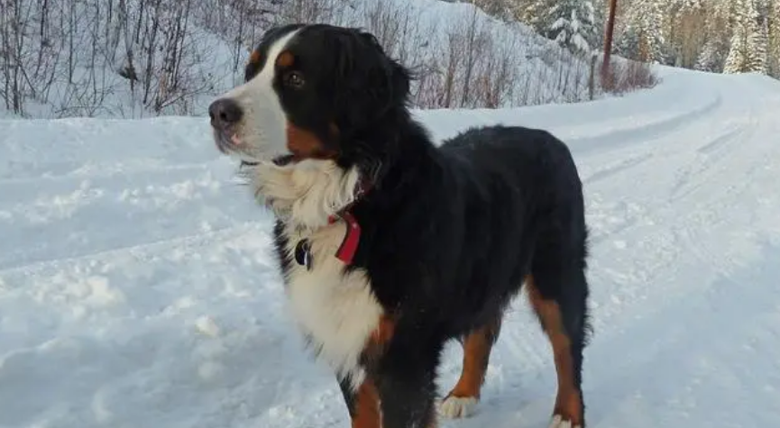 伯恩山犬缺点有哪些？一起来了解一下