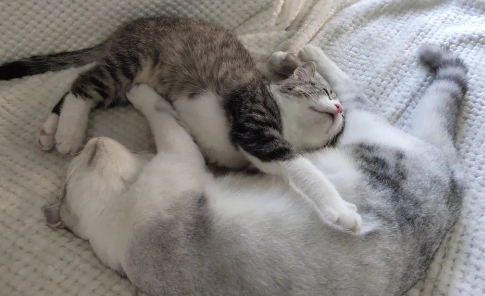 猫自己在家为什么一直睡觉 猫自己在家为什么一直睡觉