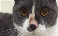 猫咪的头为什么黑了一块