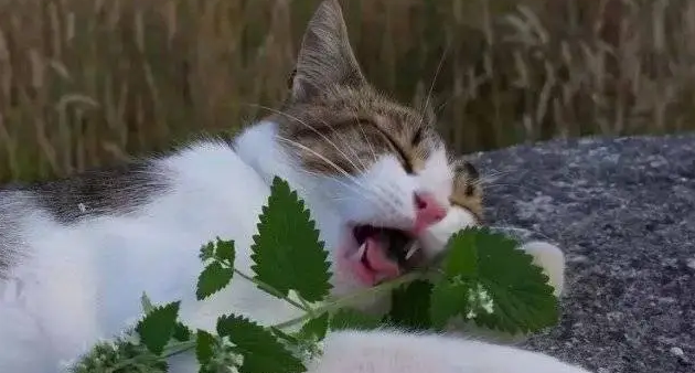 猫咪为什么闻到猫薄荷就疯了