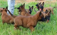 马犬幼犬吃什么毛色好？这里可以了解~